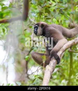 Bornean white-bearded gibbon, (Hylobates albibarbis) from Tanjung Puting National Park, Kalimantan, Borneo. Stock Photo