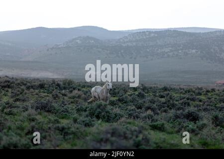 Horse herd in Colorado on dusty landscape. Moving herd of colorful ranch horses making a dusty trail on their way in from winter pastures.Overcast day. Stock Photo