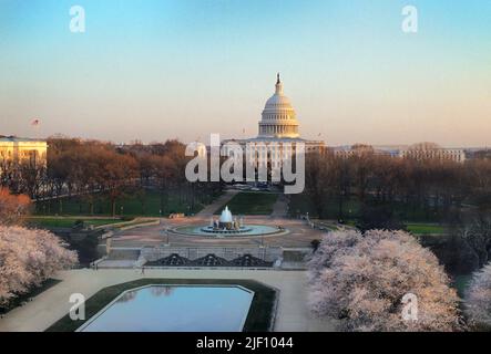 Capitol Building on the National Mall in Washington DC.  Spring, cherry blossoms blooming. High angle view in late afternoon or dusk. USA Stock Photo