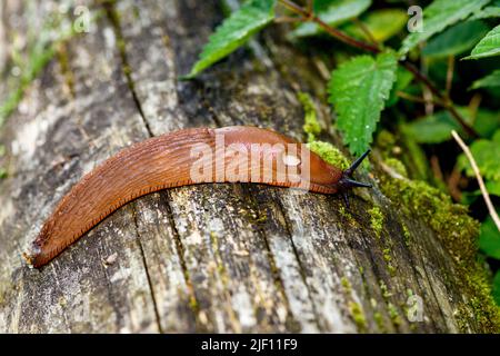 Red slug (Arion rufus) from Vejlerne, Denmark. Stock Photo