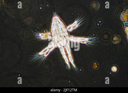 nauplius larva of a Calanoid Copepod Stock Photo - Alamy