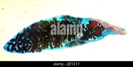 Lancet liver fluke (Dicrocoelium dendriticum or Dicrocoelium ...