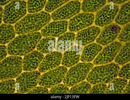 Cells with chloroplasts in Bryophytes (Mnium sp.).  From south-western Norway. Stock Photo