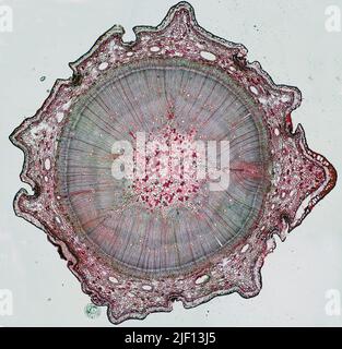 Cross section of a one year old Pine tree (Pinus sylvestris). Stock Photo