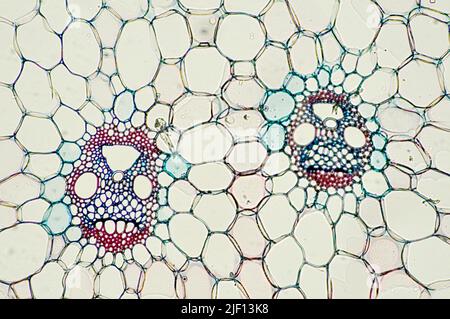 Vascular bundle from maize (Zea mays). Stock Photo