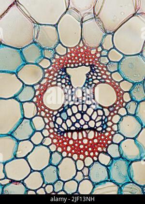 Vascular bundle from maize (Zea mays). Stock Photo