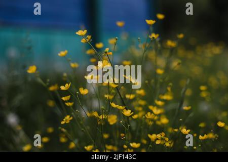 Buttercup yellow flowers in meadow on green grass background. Selective focus, blurred background Stock Photo