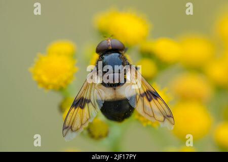 Pellucid Hoverfly (Volucella pellucens) foraging on pollen on Dune Ragwort (Jacobaea vulgaris subsp. dunensis) Stock Photo