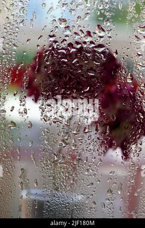 Premium Photo  Pink fresh rosehip flowers on wet glass dark background