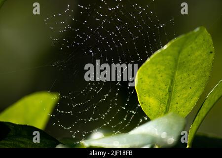 Water drops on spider web with shining sunlight in the morning. Stock Photo