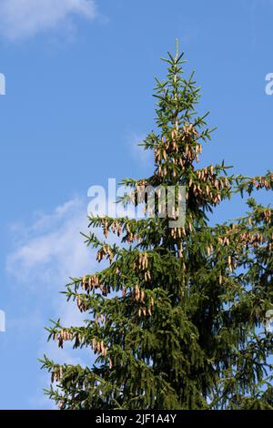 Evergreen spruce tree top with many cones Stock Photo