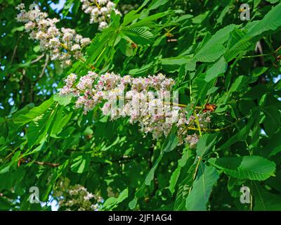Blossoming chestnut tree in spring in a close-up Stock Photo