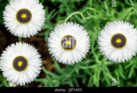 The flower heads of helipterum pierrot a daisy like flower with a centre of black and yellow circles, surrounded by small white petals. Stock Photo