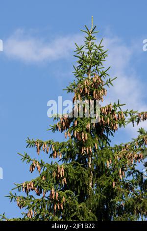 Evergreen spruce tree top with many cones Stock Photo