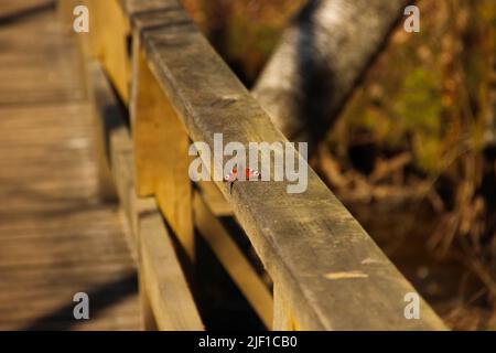 Close up of a butterfly that lay on the wooden plank. Selective focus on the butterfly under the sunlight. Stock Photo