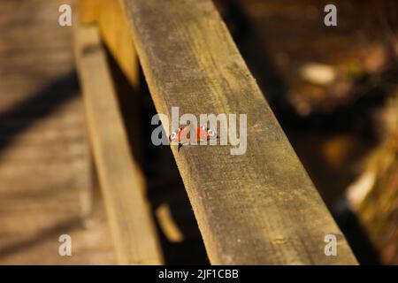 Close up of a butterfly that lay on the wooden plank. Selective focus on the butterfly under the sunlight. Stock Photo