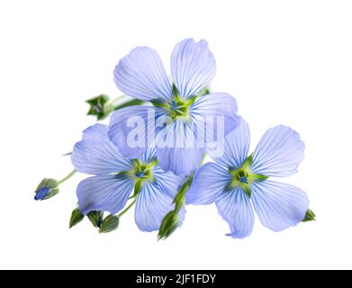 Flax flowers isolated on white background. Blue common flax, linseed or linum usitatissimum Stock Photo