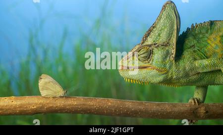 June 28, 2022, Odessa oblast, Ukraine, Eastern Europe: Close-up, adult bright green chameleon preys on white butterfly. Veiled chameleon (Chamaeleo calyptratus) and White butterfly (Credit Image: © Andrey Nekrasov/ZUMA Press Wire) Stock Photo