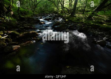 Afon Ysgethin river with white water flowing through a green mossy wood. Stock Photo