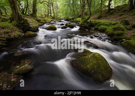 Afon Ysgethin river with white water flowing through a green mossy wood. Stock Photo