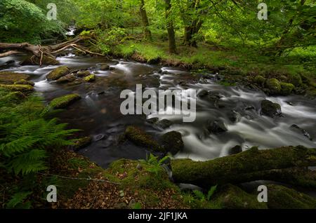 Afon Ysgethin river with white water flowing through a green mossy wood. Stock Photo