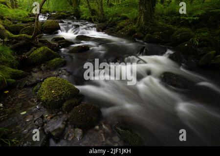 Afon Ysgethin river with white water flowing through a green mossy wood. Stock Photo