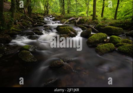 Afon Ysgethin river with white water flowing through a green mossy wood. Stock Photo