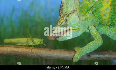 June 28, 2022, Odessa oblast, Ukraine, Eastern Europe: Close-up, elderly bright green chameleon is hunting on Grasshopper. Veiled chameleon (Chamaeleo calyptratus) and Great green bush-cricket (Credit Image: © Andrey Nekrasov/ZUMA Press Wire) Stock Photo