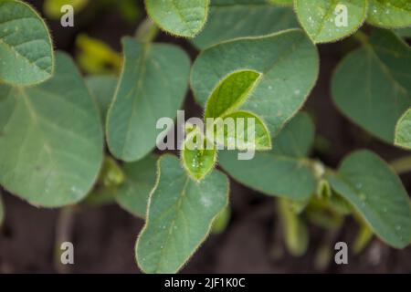Young soybean leaves blurred background. Stock Photo
