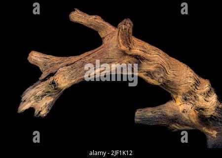 Artistic abstract view of the textures and colors of a dead giant tree branch floating on a black background. Stock Photo