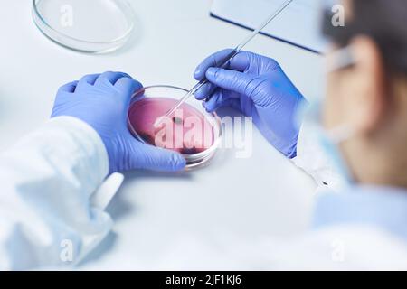 Close-up of unrecognizable scientist in protective gloves sitting at desk and watching microbiological cells in petri dish Stock Photo