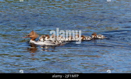 A female Goosander with her ten chicks on a sunny day. The bright light showing the colourful plumage of the mother & the soft down of the chicks. Stock Photo