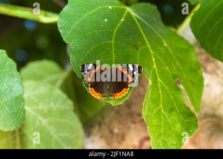 Admiral butterfly sitting on the green leaf. Stock Photo