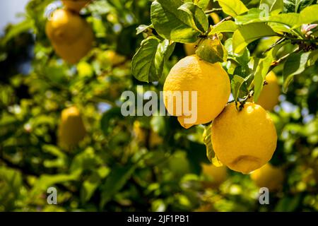 Closeup of two organic citrons hang on a lemon tree branch illuminated with sunlight in summer in front of blurred background and lush foliage. Stock Photo