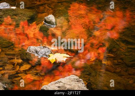 Yellow and orange autumn leaves are reflected on the surface of a small shallow pond. Stock Photo