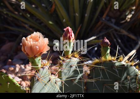 Prickly pear cactus on the Hermit Trail of the South Rim of Grand Canyon National Park. Stock Photo