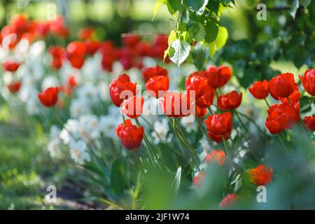 Flower bed with opened red tulips and white daffodils Stock Photo
