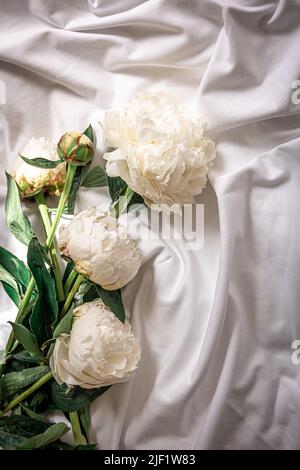 Close up, white spring peonies flowers in bed. Stock Photo
