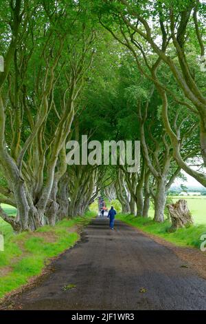 View of Dark Hedges in Ballymoney, Northern Ireland Stock Photo