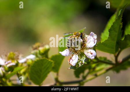 Bee on a blackberry flower blurred background. Stock Photo
