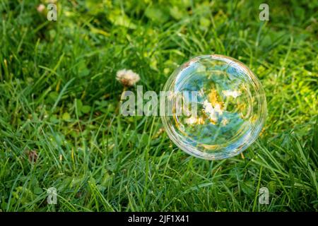 Soap bubble floating in the air over a grass lawn. Stock Photo