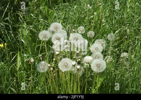 Fluffy white dandelion heads in a grassy field, which one grows between the meadow green grass stems. Beautiful wild nature close-up scene during the Stock Photo