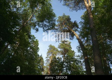 Treetops view, looking up in a mixed tree forest. The tall pine tree between deciduous tree foliage in the wooded environment on blue sky background i Stock Photo