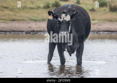 Cattle in Point Reyes National seashore in California, the presence of cows has become a contentious issue in this protected wilderness. Stock Photo