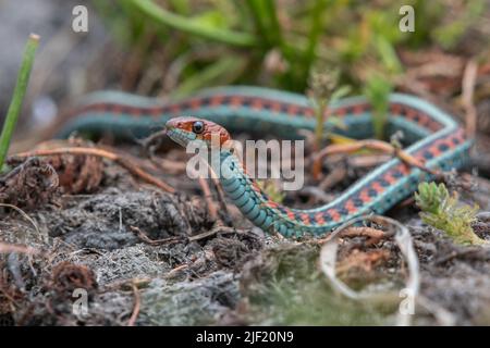 California red sided gartersnake (Thamnophis sirtalis infernalis) from the West coast of north america. Stock Photo