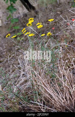 FÃ¤rberkamille (Anthemis tinctoria, Syn. Cota tinctoria), verwilderte
