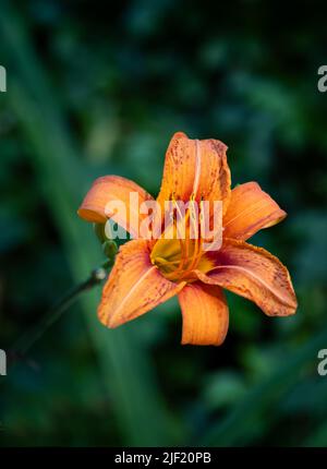 Orange Day Lily,Lilium lancifolium, viewed from above on a green leafy background in spring or summer, Lancaster, Pennsylvania Stock Photo