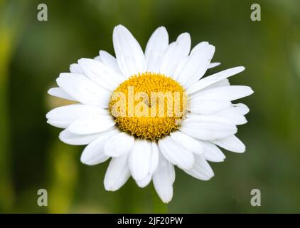 Large English Daisy flowerhead, Bellis perennis, on a blurred, leafy background in spring or summer, Lancaster, Pennsylvania Stock Photo