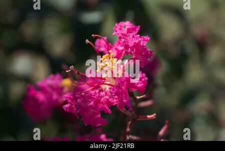 crepe myrtle (Lythraceae) bloom closeup Stock Photo