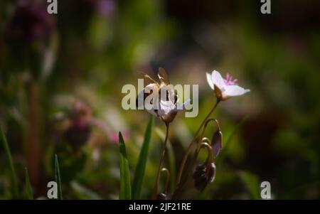 bee pollinating small white flower Stock Photo